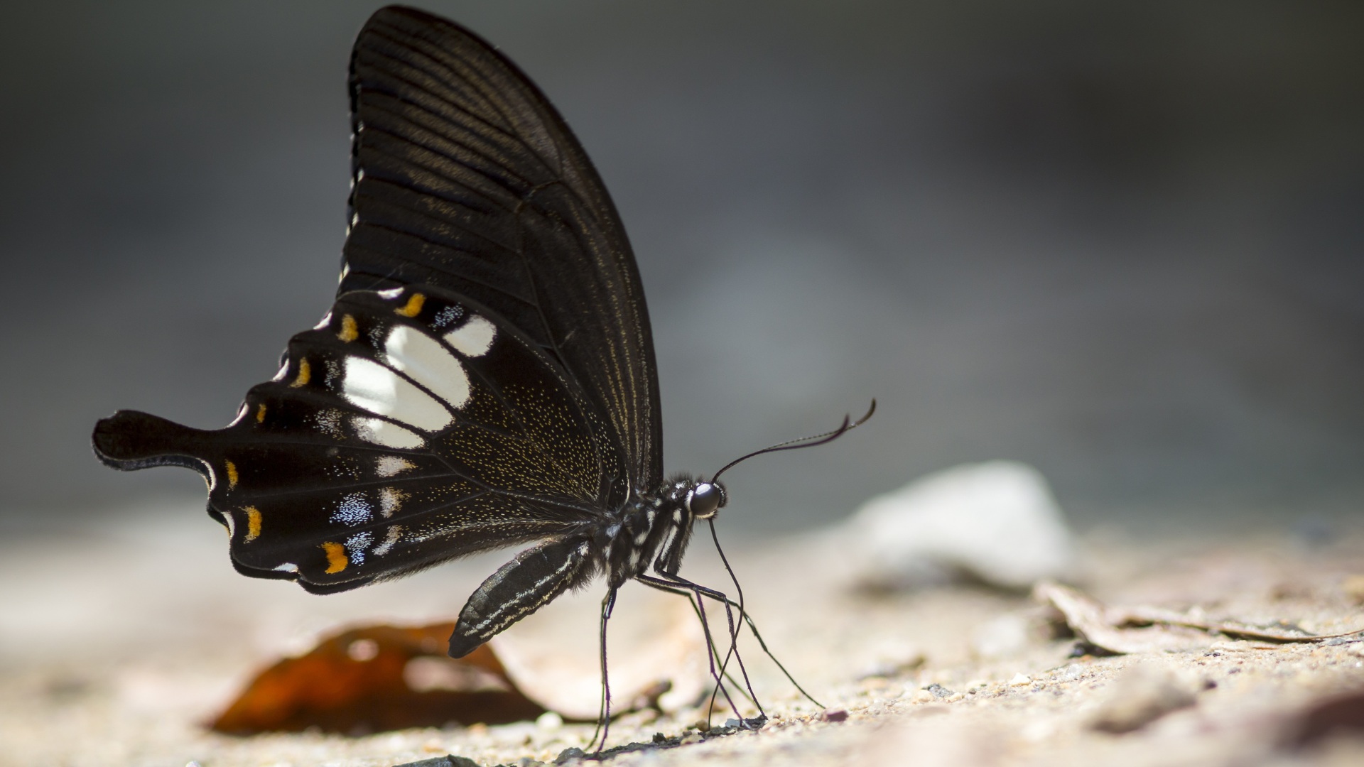 In the photo, there is a butterfly with black wings