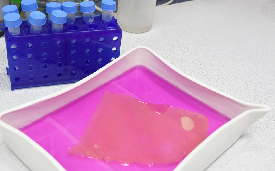 A photo of the material immersed in a pink liquid