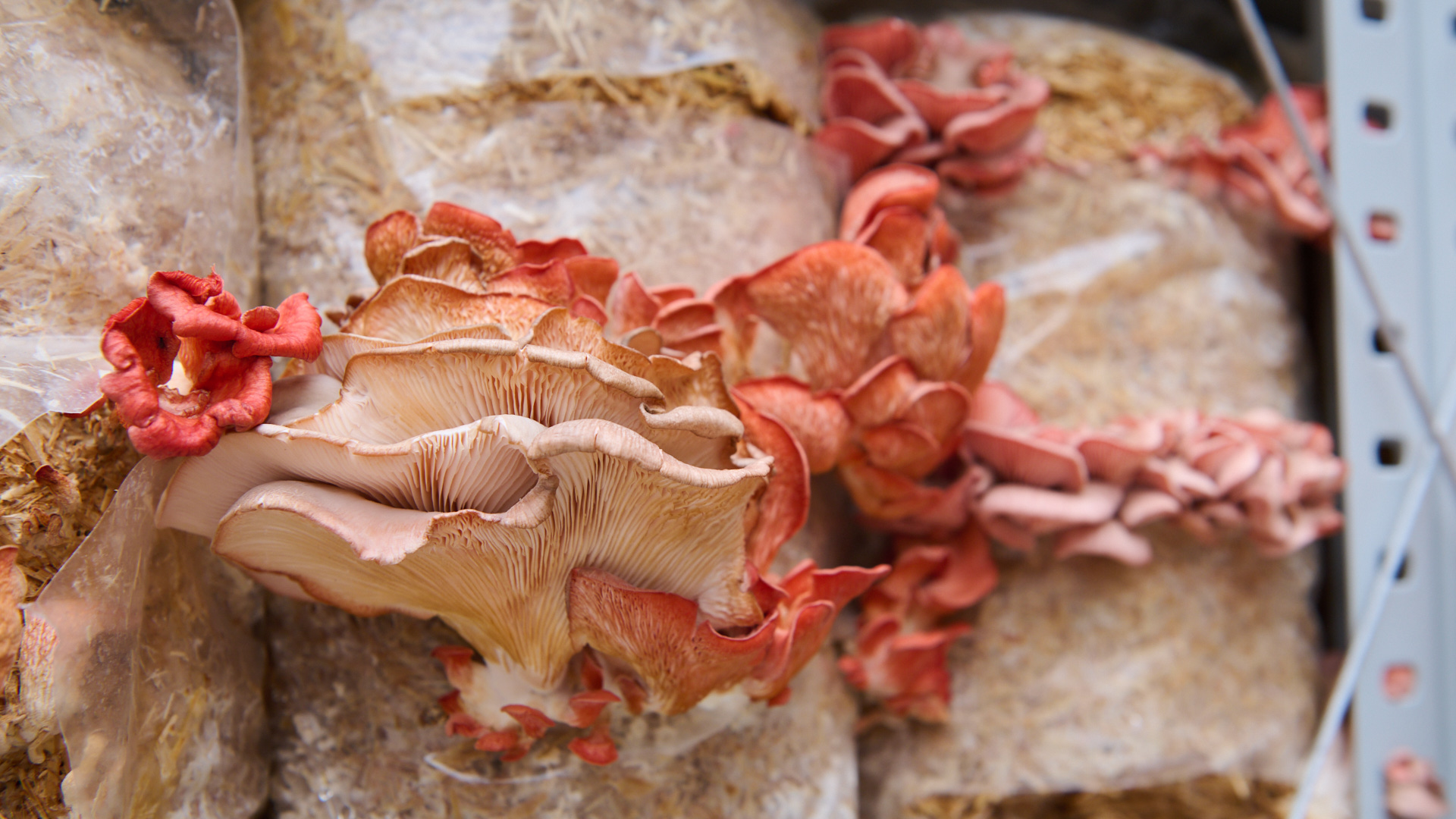 The oysters will grow and the whole installation will change