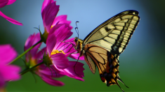 In the photo, there is a butterfly with yellow wings and a pink flower.