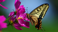 In the photo, there is a butterfly with yellow wings and a pink flower.