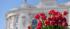 In the photo: red tulips in front of the Main Building of the Warsaw University of Technology