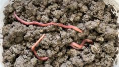 Earthworms in the soil