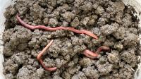 Earthworms in the soil