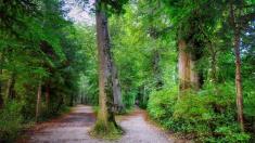 In the photo, trees