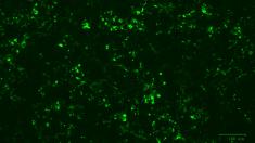 HEK293T cells producing CD63-GFP fusion protein (marker protein of CD63 exosomes with green fluorescent protein)