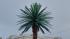 In the photo, the palm tree at de Gaulle roundabout after its renovation