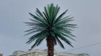 In the photo, the palm tree at de Gaulle roundabout after its renovation